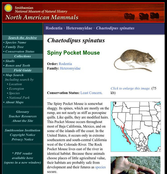 National Museum of Natural History: American Mammals: Spiny Pocket Mouse Handout