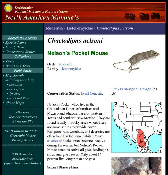 National Museum of Natural History: American Mammals: Nelson's Pocket Mouse Handout
