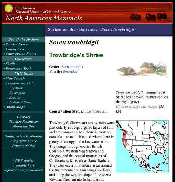 National Museum of Natural History: American Mammals: Trowbridge's Shrew Handout National Museum of Natural History: American Mammals: Trowbridge's Shrew Handout