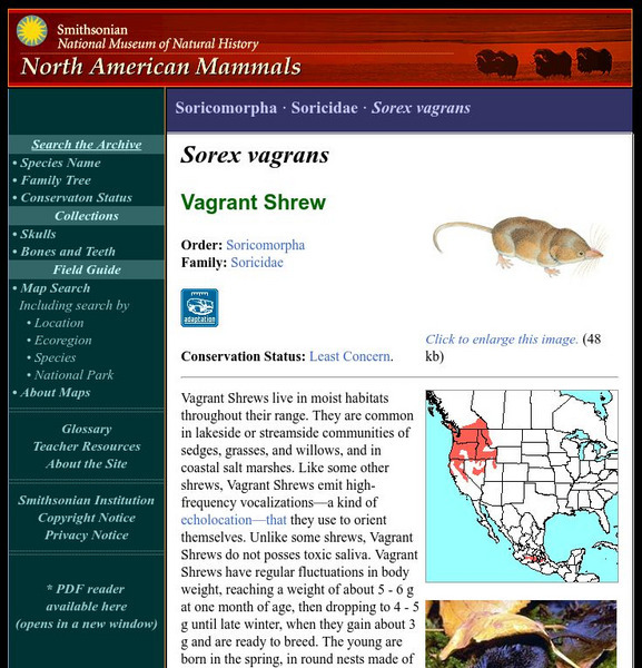 National Museum of Natural History: American Mammals: Vagrant Shrew Handout