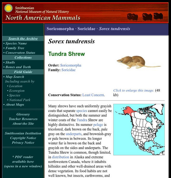 National Museum of Natural History: American Mammals: Tundra Shrew Handout National Museum of Natural History: American Mammals: Tundra Shrew Handout