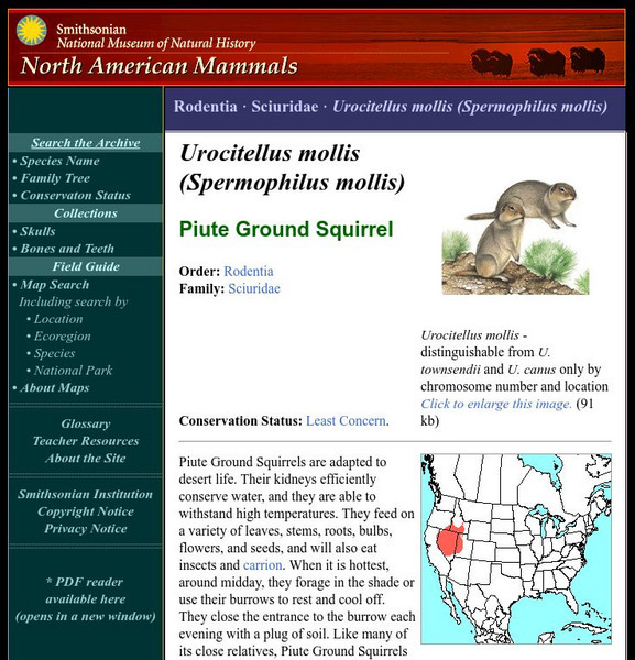 National Museum of Natural History: American Mammals: Piute Ground Squirrel Handout National Museum of Natural History: American Mammals: Piute Ground Squirrel Handout