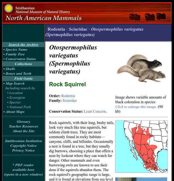 National Museum of Natural History: American Mammals: Rock Squirrel Handout National Museum of Natural History: American Mammals: Rock Squirrel Handout