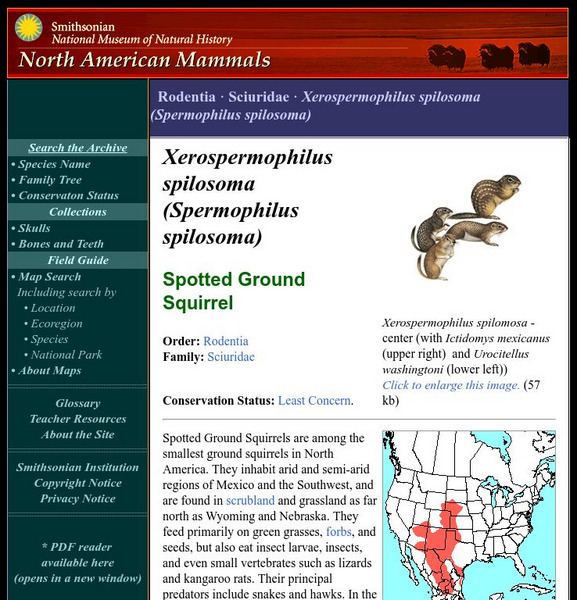 National Museum of Natural History: American Mammals: Spotted Ground Squirrel Handout National Museum of Natural History: American Mammals: Spotted Ground Squirrel Handout