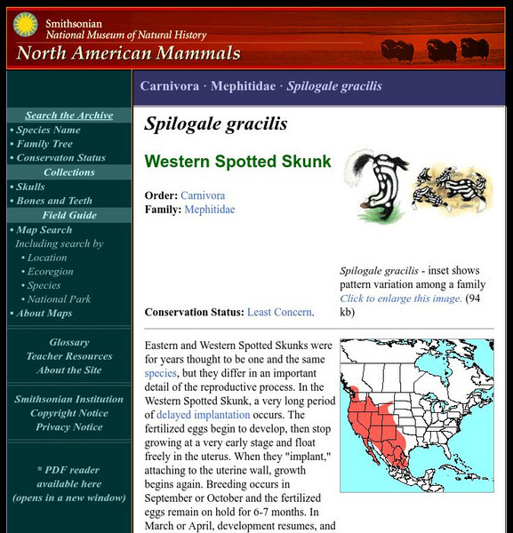 National Museum of Natural History: American Mammals: Western Spotted Skunk Handout National Museum of Natural History: American Mammals: Western Spotted Skunk Handout