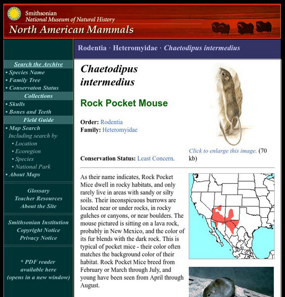National Museum of Natural History: American Mammals: Rock Pocket Mouse Handout National Museum of Natural History: American Mammals: Rock Pocket Mouse Handout