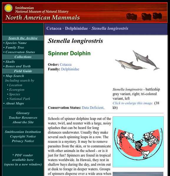 National Museum of Natural History: American Mammals: Spinner Dolphin Handout National Museum of Natural History: American Mammals: Spinner Dolphin Handout