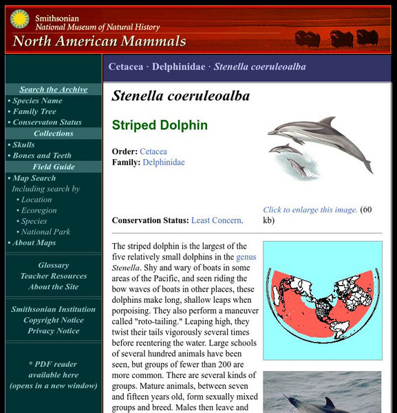 National Museum of Natural History: American Mammals: Striped Dolphin Handout National Museum of Natural History: American Mammals: Striped Dolphin Handout