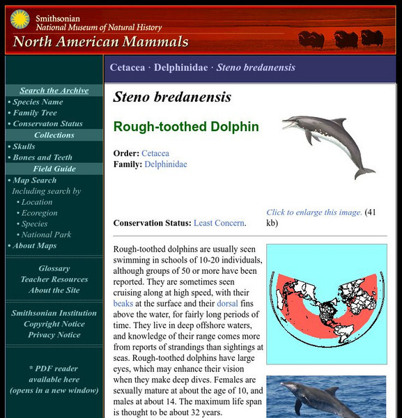 National Museum of Natural History: American Mammals: Rough Toothed Dolphin Handout National Museum of Natural History: American Mammals: Rough Toothed Dolphin Handout