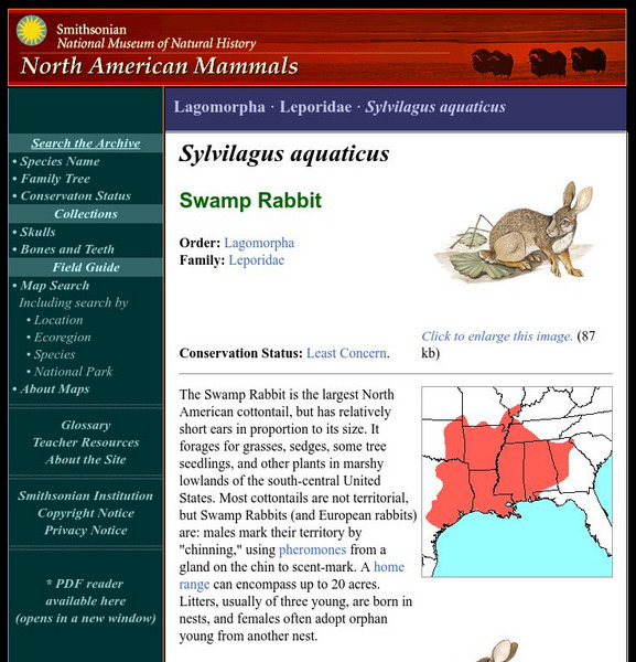 National Museum of Natural History: American Mammals: Swamp Rabbit Handout National Museum of Natural History: American Mammals: Swamp Rabbit Handout