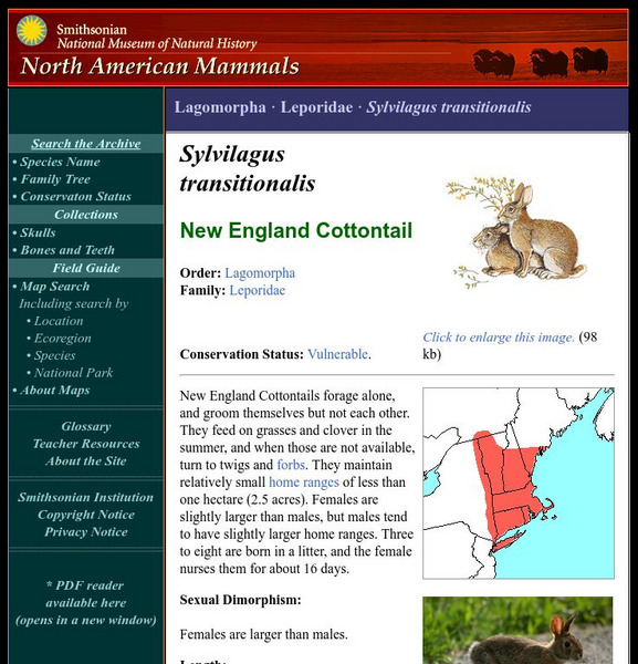 National Museum of Natural History: American Mammals: New England Cottontail Handout National Museum of Natural History: American Mammals: New England Cottontail Handout