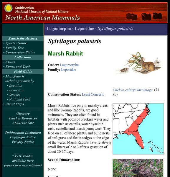 National Museum of Natural History: American Mammals: Marsh Rabbit Handout National Museum of Natural History: American Mammals: Marsh Rabbit Handout