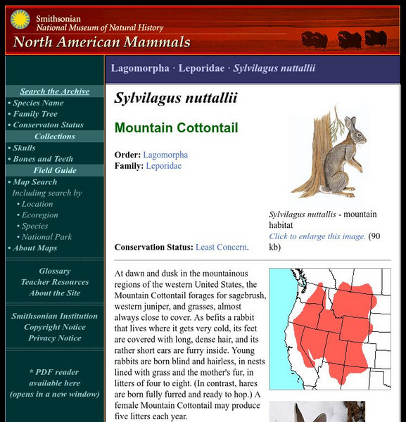 National Museum of Natural History: American Mammals: Mountain Cottontail Handout National Museum of Natural History: American Mammals: Mountain Cottontail Handout