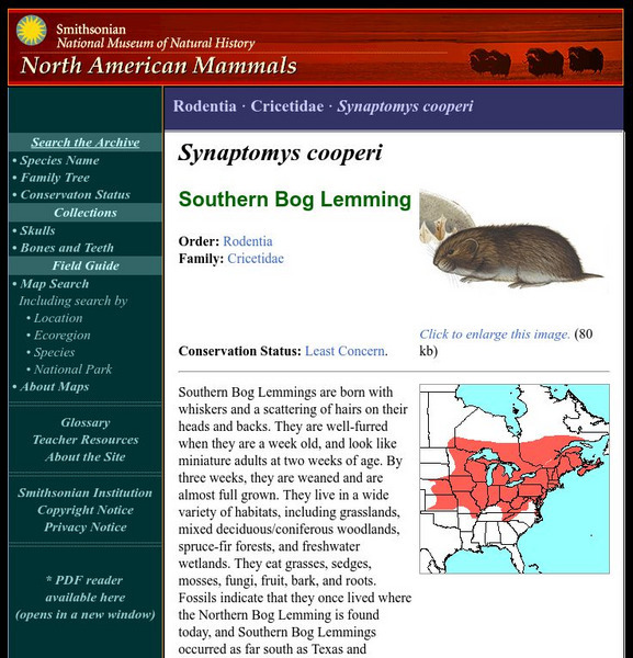 National Museum of Natural History: American Mammals: Southern Bog Lemming Handout National Museum of Natural History: American Mammals: Southern Bog Lemming Handout
