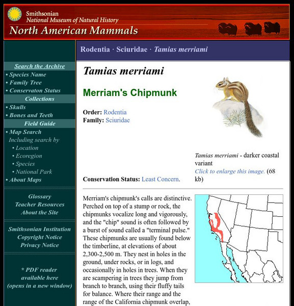 National Museum of Natural History: American Mammals: Merriam's Chipmunk Handout National Museum of Natural History: American Mammals: Merriam's Chipmunk Handout