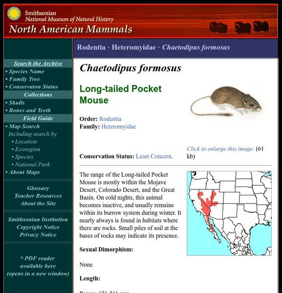 National Museum of Natural History: American Mammals: Long Tailed Pocket Mouse Handout National Museum of Natural History: American Mammals: Long Tailed Pocket Mouse Handout