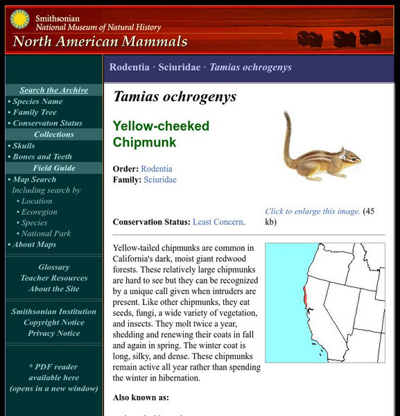National Museum of Natural History: American Mammals: Yellow Cheeked Chipmunk Handout National Museum of Natural History: American Mammals: Yellow Cheeked Chipmunk Handout
