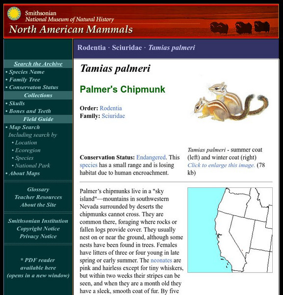 National Museum of Natural History: American Mammals: Palmer's Chipmunk Handout