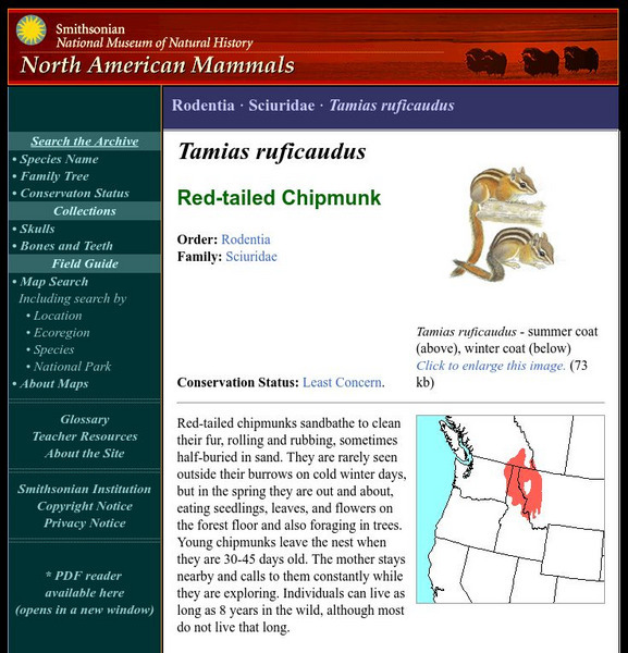 National Museum of Natural History: American Mammals: Red Tailed Chipmunk Handout