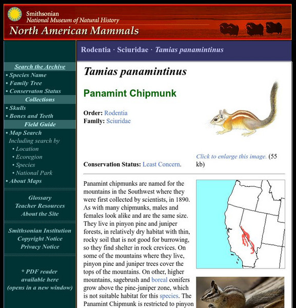 National Museum of Natural History: American Mammals: Panamint Chipmunk Handout