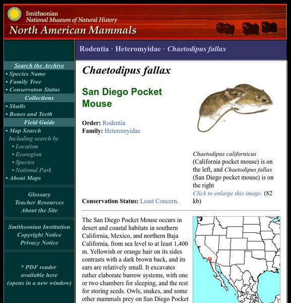 National Museum of Natural History: American Mammals: San Diego Pocket Mouse Handout