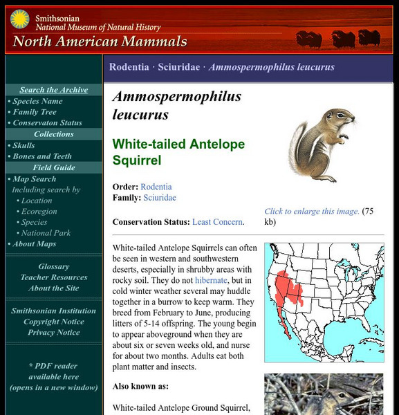 National Museum of Natural History: American Mammals: White Tailed Antelope Squirrel Handout National Museum of Natural History: American Mammals: White Tailed Antelope Squirrel Handout