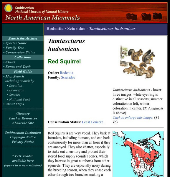 National Museum of Natural History: American Mammals: Red Squirrel Handout