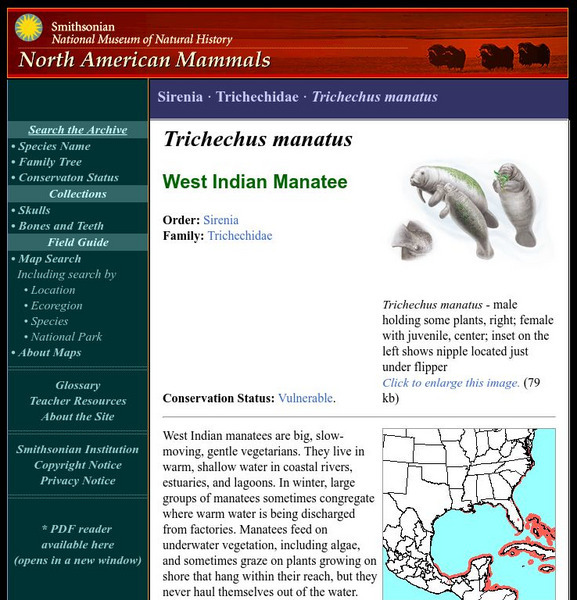 National Museum of Natural History: American Mammals: West Indian Manatee Handout