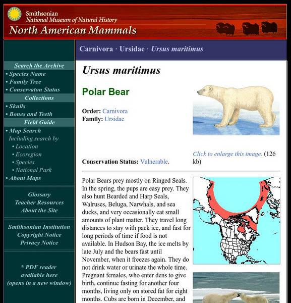 National Museum of Natural History: American Mammals: Polar Bear Handout
