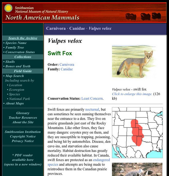 National Museum of Natural History: American Mammals: Swift Fox Handout