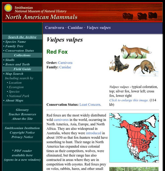 National Museum of Natural History: American Mammals: Red Fox Handout