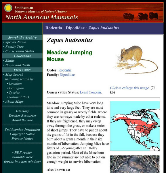 National Museum of Natural History: American Mammals: Meadow Jumping Mouse Handout