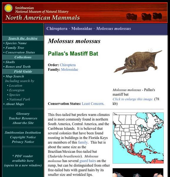 National Museum of Natural History: American Mammals: Pallas's Mastiff Bat Handout National Museum of Natural History: American Mammals: Pallas's Mastiff Bat Handout