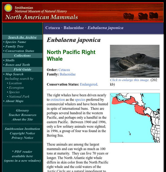 National Museum of Natural History: American Mammals: North Pacific Right Whale Handout National Museum of Natural History: American Mammals: North Pacific Right Whale Handout
