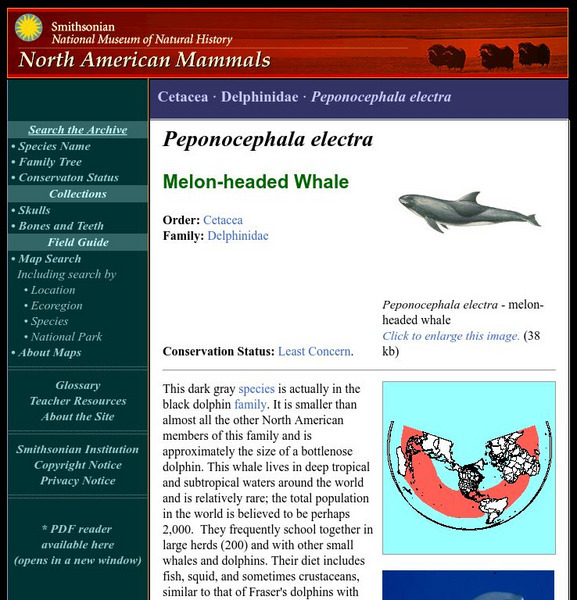 National Museum of Natural History: American Mammals: Melon Headed Whale Handout National Museum of Natural History: American Mammals: Melon Headed Whale Handout