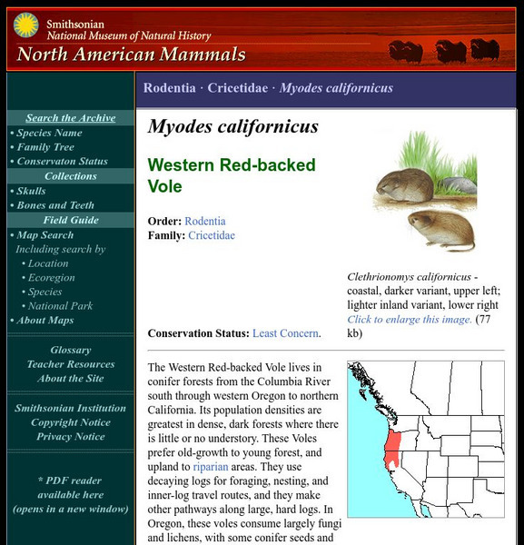 National Museum of Natural History: American Mammals: Western Red Backed Vole Handout