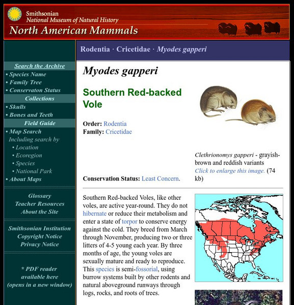 National Museum of Natural History: American Mammals: Southern Red Backed Vole Handout National Museum of Natural History: American Mammals: Southern Red Backed Vole Handout