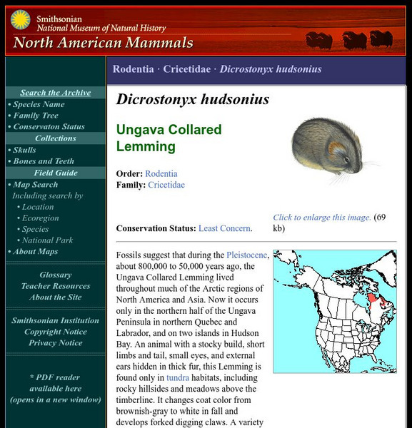 National Museum of Natural History: American Mammals: Ungava Collared Lemming Handout National Museum of Natural History: American Mammals: Ungava Collared Lemming Handout