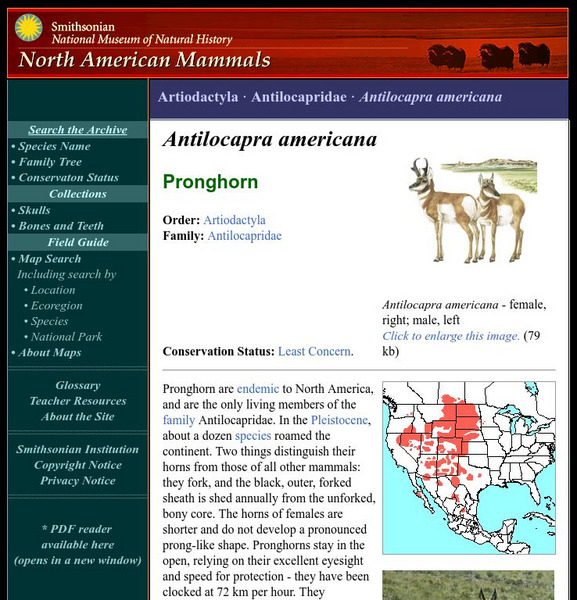 National Museum of Natural History: American Mammals: Pronghorn Handout National Museum of Natural History: American Mammals: Pronghorn Handout