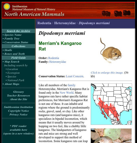 National Museum of Natural History: American Mammals: Merriam's Kangaroo Rat Handout National Museum of Natural History: American Mammals: Merriam's Kangaroo Rat Handout