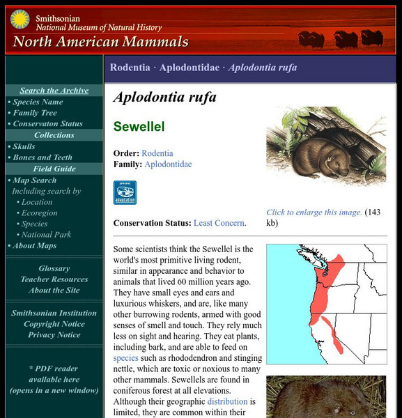 National Museum of Natural History: American Mammals: Mountain Beaver Handout National Museum of Natural History: American Mammals: Mountain Beaver Handout