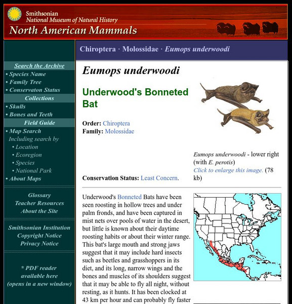 National Museum of Natural History: American Mammals: Underwood's Mastiff Bat Handout National Museum of Natural History: American Mammals: Underwood's Mastiff Bat Handout