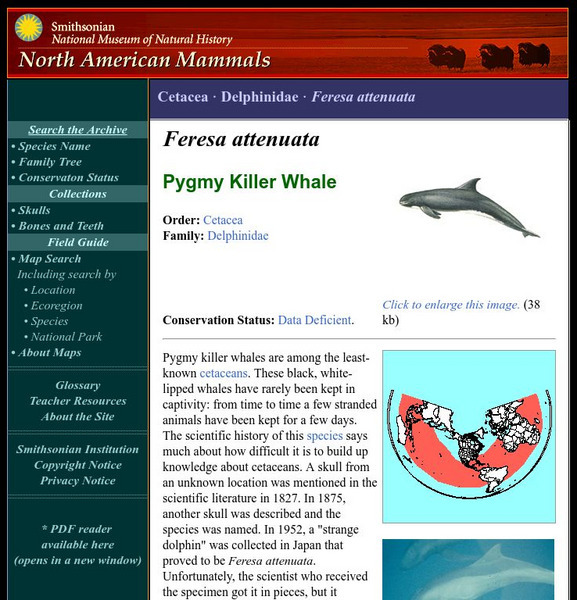 National Museum of Natural History: American Mammals: Pygmy Killer Whale Handout National Museum of Natural History: American Mammals: Pygmy Killer Whale Handout