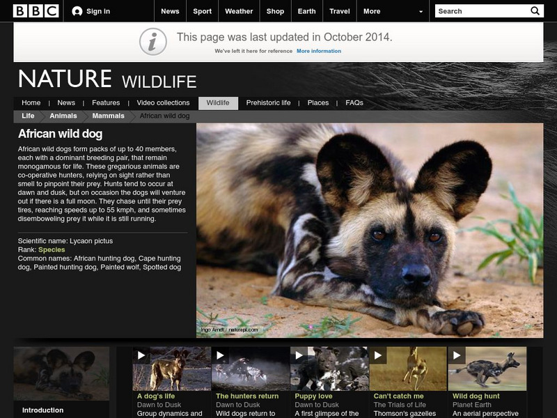 Bbc Nature Wildfacts: African Wild Dog Handout Bbc Nature Wildfacts: African Wild Dog Handout