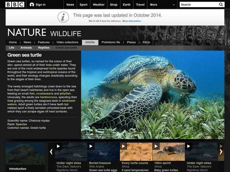 Bbc Nature: Wildlife: Green Sea Turtle Handout Bbc Nature: Wildlife: Green Sea Turtle Handout