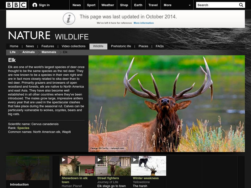 Bbc: Nature Wildfacts: Elk Handout Bbc: Nature Wildfacts: Elk Handout