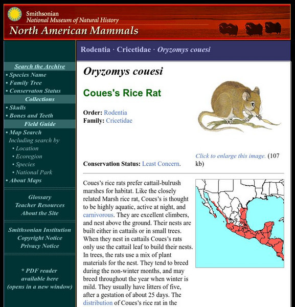 National Museum of Natural History: American Mammals: Coues's Rice Rat Handout National Museum of Natural History: American Mammals: Coues's Rice Rat Handout
