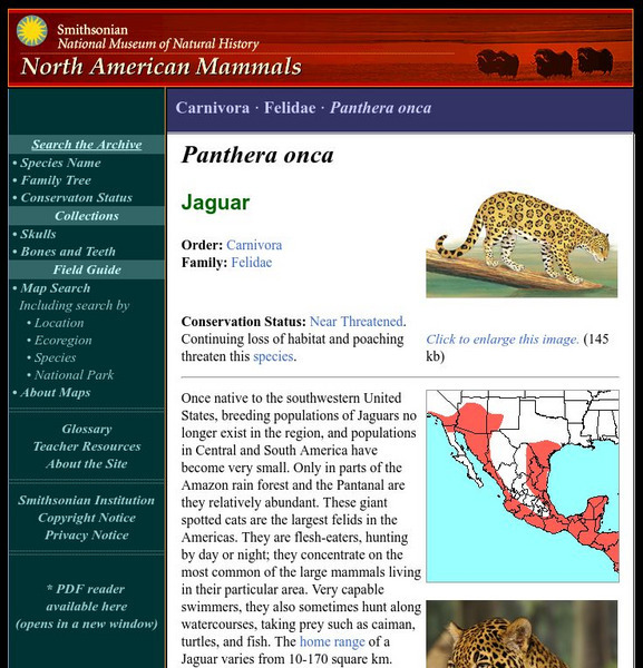 National Museum of Natural History: American Mammals: Jaguar Handout National Museum of Natural History: American Mammals: Jaguar Handout