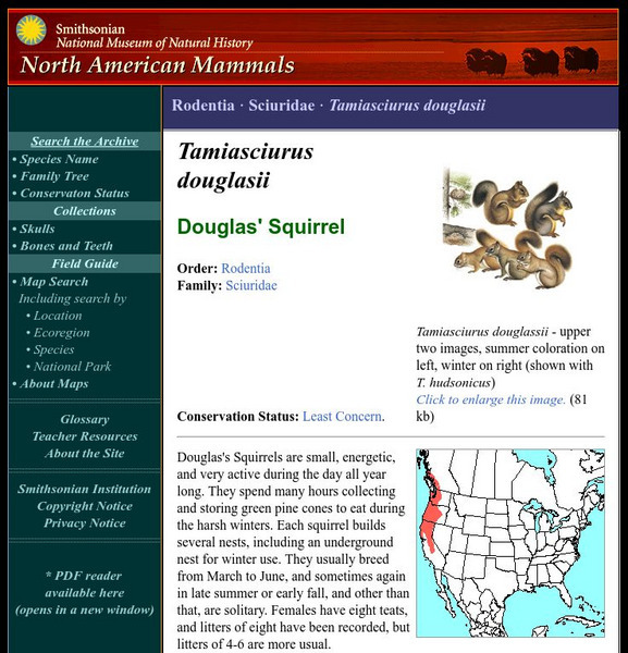 National Museum of Natural History: American Mammals: Douglas' Squirrel Handout National Museum of Natural History: American Mammals: Douglas' Squirrel Handout
