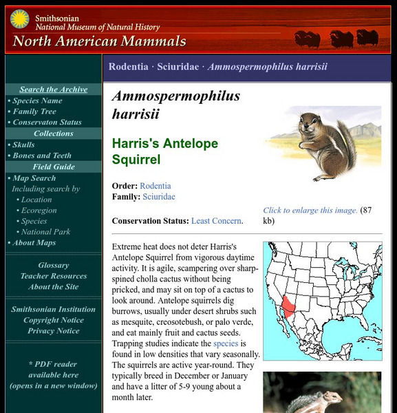 National Museum of Natural History: American Mammals: Harris's Antelope Squirrel Handout National Museum of Natural History: American Mammals: Harris's Antelope Squirrel Handout